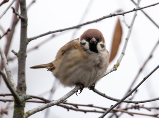 Sparrow on the branches of a tree