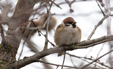 Sparrow on the branches of a tree