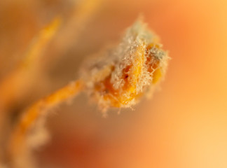 Mold on pomegranate fruit