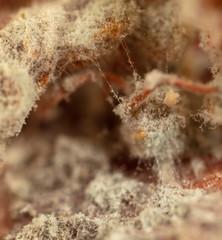 Mold on pomegranate fruit