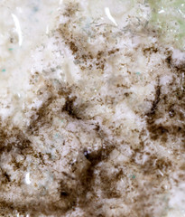 Mold on the wallpaper on the wall in the room