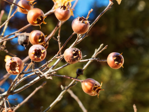 Die Mispel (Mespilus germanica) oder Echte Mispel im Ende Oktober