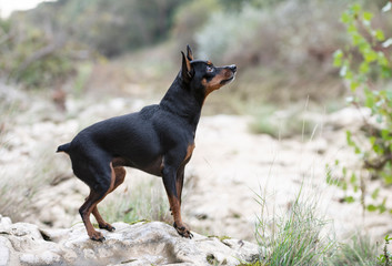 miniature pinscher in nature