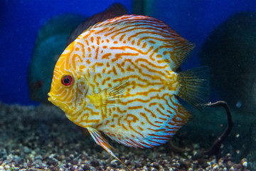 Pigeon Blood Discus fish