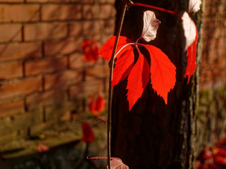 red leaves of decorative grapes in autumn, Russia.