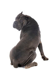 cane corso in studio