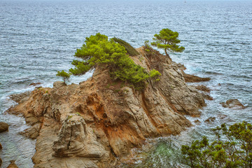 Seascape. A protruding rock in the sea with a green tree. Panorama of rocks on the coast of Lloret...