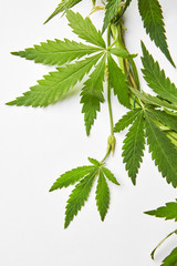 Sprig of natural marijuana leaves.