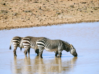 Fototapeta na wymiar Mountain zebra drinking in Mountain Zebra NP