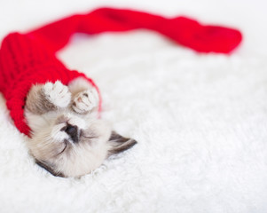 Kitten sleep in red socks