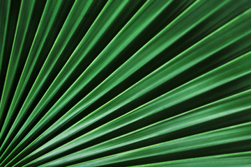 Natural summer background from palm leaves of dark green color. Copy space.