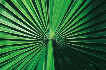 Natural summer background from palm leaves of dark green color. Copy space.