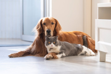 British shorthair and golden retriever