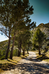 Fototapeta premium Mountain trail with green trees.