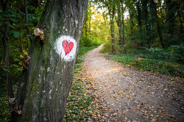 Hiking trail in the mountain forest with a hiking mark on the tree trunk