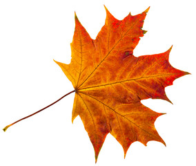 autumn leaf isolated on white
