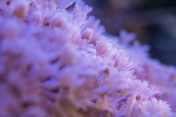 corals are very close