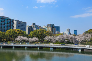 Fototapeta na wymiar 千鳥ヶ淵の桜