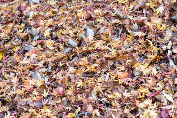 Fallen leaves are covered on a ground in Nagano prefecture, JAPAN.