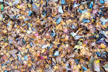 Fallen leaves are covered on a ground in Nagano prefecture, JAPAN.