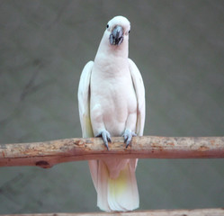 parrot