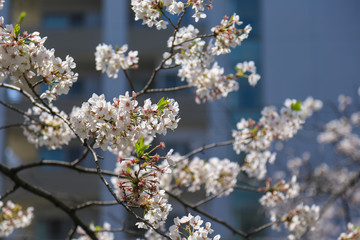 目黒川の桜