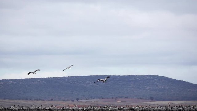 Four cranes flying over large group in super slow motion