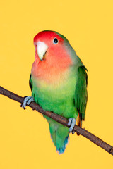 Beautiful lovebird on a branch