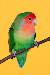 Beautiful lovebird on a branch