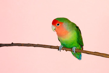 Beautiful lovebird on a branch