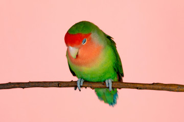 Beautiful lovebird on a branch