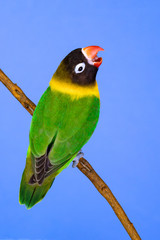 Beautiful lovebird on a branch