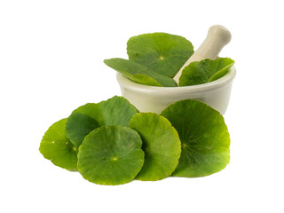 Asiatic Leaf Herb gotu kola, indian pennywort, centella asiatica, tropical herb isolated on white...