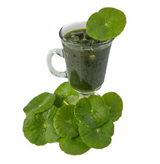 Gotu kola juice, Asiatic Leaf Herb, indian pennywort, centella asiatica, isolated on white background. beverage herbal medicine inhibited or slowed growth of cancer cells Help prevent cancer