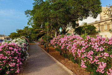 The pathway is surrounded by flowers on the sides