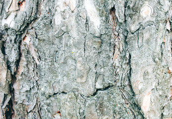 Wooden bark tree pattern. Natural background texture.