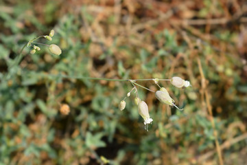 Narrow-leaved bladder campion