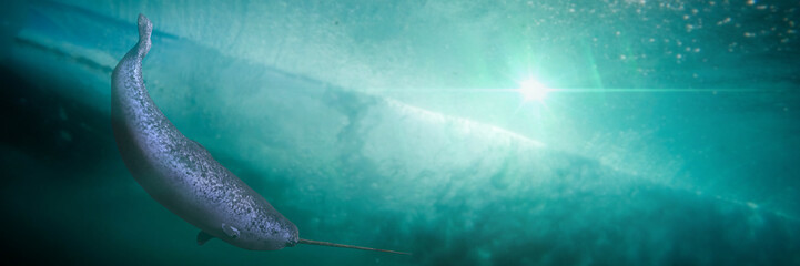 Narwhal, male Monodon monoceros swimming in the ocean water © dottedyeti