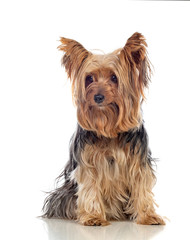 Funny small yorkshire dog