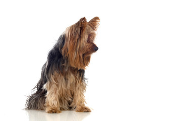 Funny small yorkshire dog