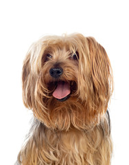 Funny small yorkshire dog