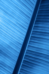 Macro photo of fresh banana's leaf. Nature exotic concept.