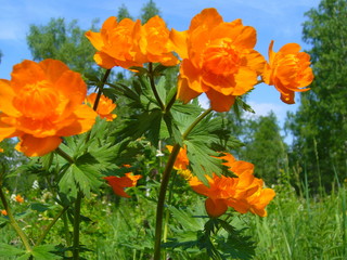 orange frying in the forest