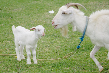 Obraz premium 山羊の子供