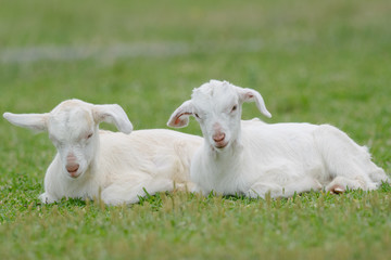 Obraz premium 山羊の子供