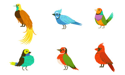 Obraz na płótnie Canvas Tropical Birds Collection, Beautiful Birdies of Different Species with Colored Plumage Vector Illustration