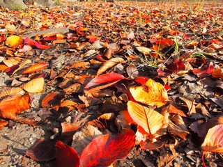 公園に散る桜の枯れ葉