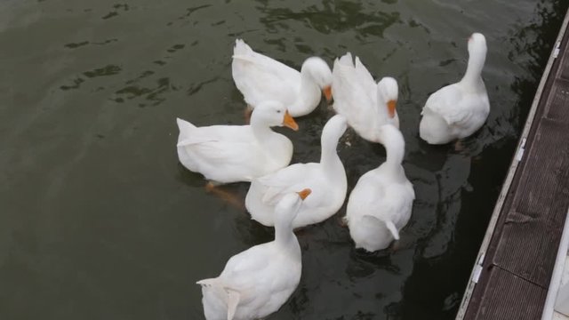 Geese eat food in a pond.