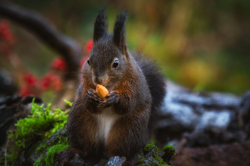 A red Squirrel seated on the ground in a wood intensely looking an almond on his hands