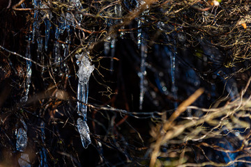 Frost and icicles in forest